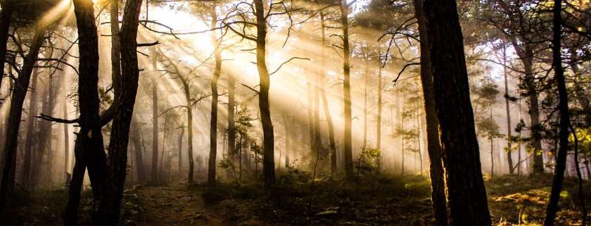 Misty Forest and Prayers for a Miracle