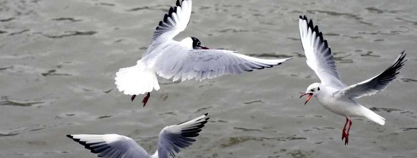 Flock Of Birds And What Did God Create On Each Day