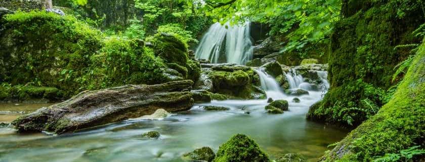 Forest Landscape And What Did God Create On Each Day