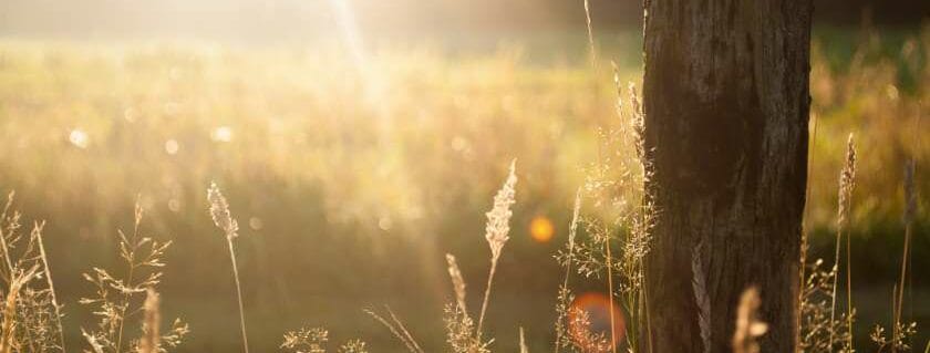 sun rays on tree bark and god is gracious