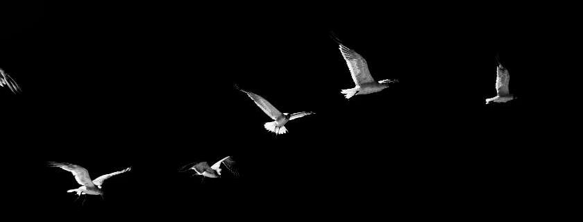 birds soaring high against black background
