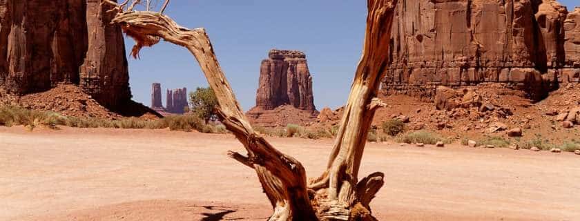 brown withered tree in the desert and satan tempts jesus